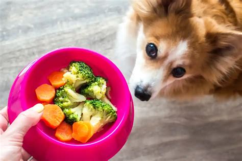 Can I Feed My Dog Vegetables Your Dog