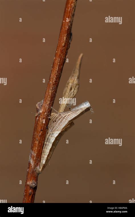 Orange Tip Anthocharis Cardamines Butterfly Empty Chrysalis