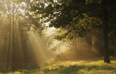 Wallpaper Sunlight Forest Nature Grass Branch Green Morning