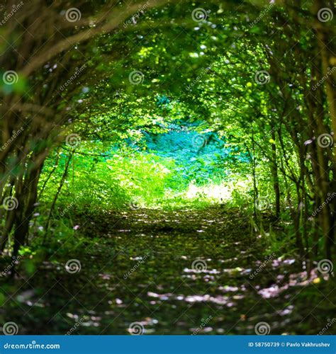 Magisk Skog Med Banan Till Ljuset Fotografering F R Bildbyr Er Bild