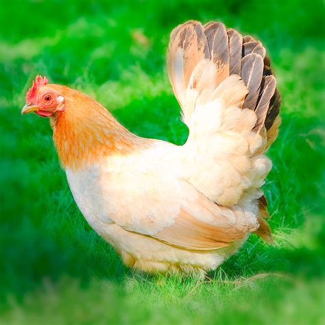 Black Tail Buff Japanese Bantam