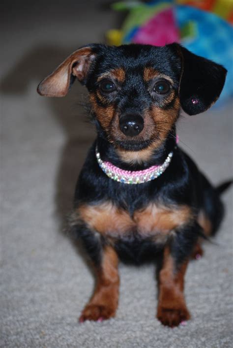 Darcy....she is a Miniature Dachshund and a Teacup Yorkie mix. | Yorkie ...