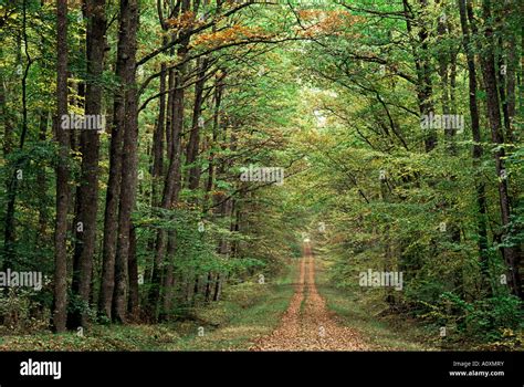 Forest Of Chambord Hi Res Stock Photography And Images Alamy