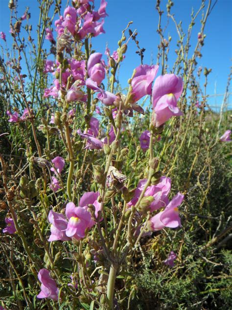 Banco De Imagens Natureza Flor Plantar Prado Flor P Tala