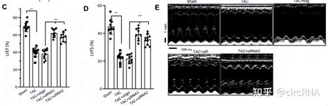 Research丨新型circrna Circitga9诱导心脏重塑和纤维化 知乎