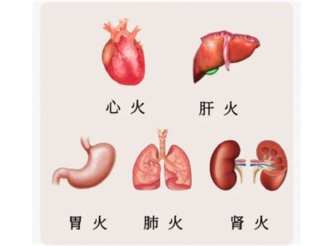 五脏哪有火，看五官就知道，送你五个中成药，灭五脏之火 哔哩哔哩