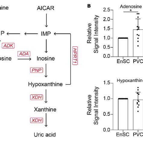 Targeted Exometabolomic Analysis Validates Altered Purine Metabolite