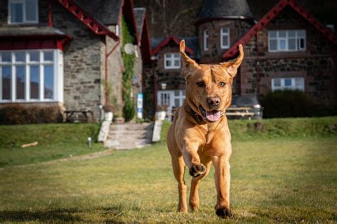 12 Dog-Friendly Days Out in Scotland | VisitScotland