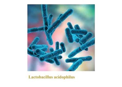 Pharmaceutical Lactobacillus Acidophilus Probiotic Efficacy: Promote Healthy & Growth at Best ...