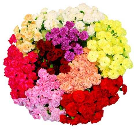 Grower Bunch Mini Carnations 15 Stems Ralphs