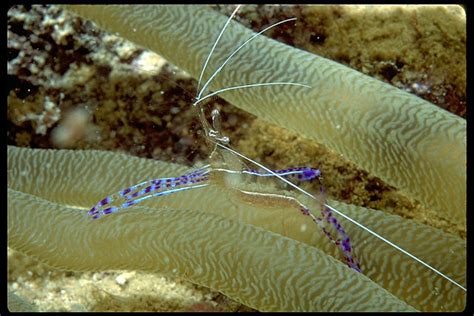 UW CD4 062a Pederson Shrimp With Eggs Shot With 2 Nikono Flickr