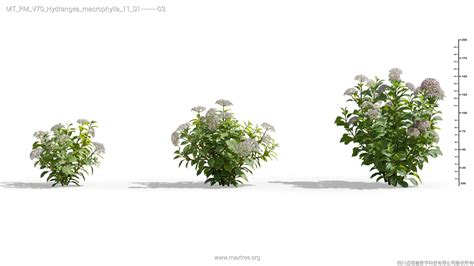 V70hydrangeamacrophylla11 Maxtree