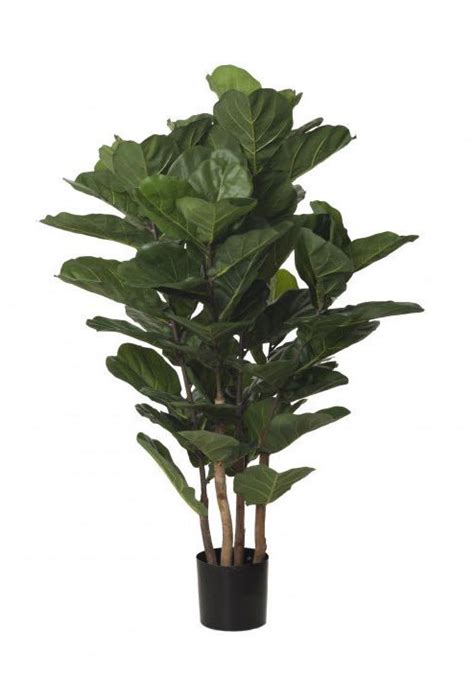 Ficus Lyrata Semi Naturale Verde Uvr H Cm Verdevip