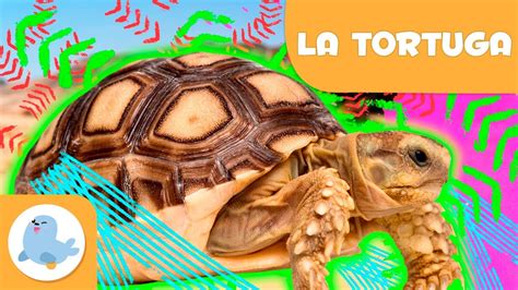 LA TORTUGA Animals per a nens en català Episodi 3 YouTube