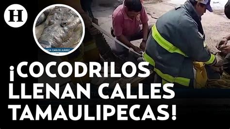 Tras El Desbordamiento De Laguna En Tamaulipas Captan A Cocodrilos