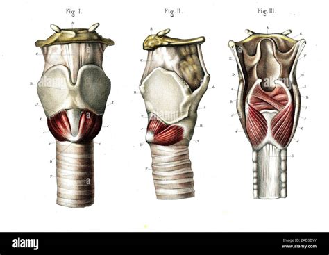 Anatom A De La Laringe Ilustraci N Anat Mica Mostrando Los