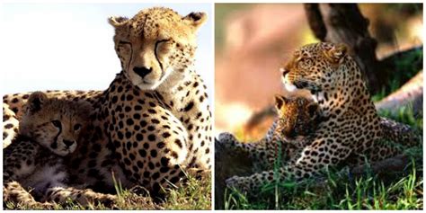 Cra̪͊f̯͂ty ̱̀Chee̞̊ta͇͞h | cheetahfanatic: Cheetah vs. Leopard (for ...