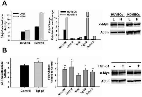 Analysis Of C Myc Expression In Endothelial Cells Undergoing