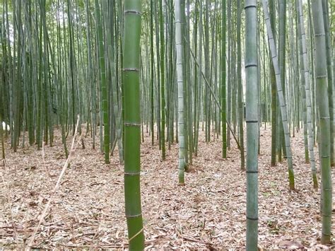 Bamboo Forest, Arashiyama, Japan (with Map & Photos)