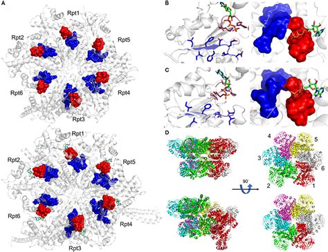 Frontiers Aaa Atpases In Protein Degradation