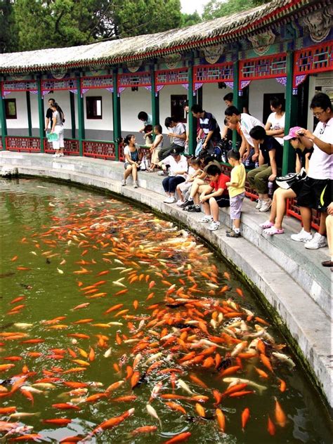 Carpa Pez De Colores Pescado Afortunado Muestra De Abundancia En