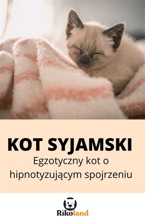 Kot syjamski egzotyczny kot o hipnotyzującym spojrzeniu