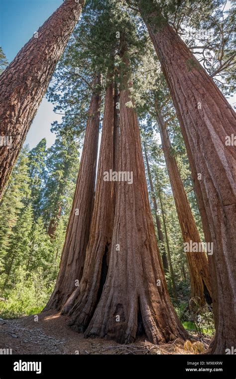 The Giant Sequoia is both the largest tree species and the largest ...