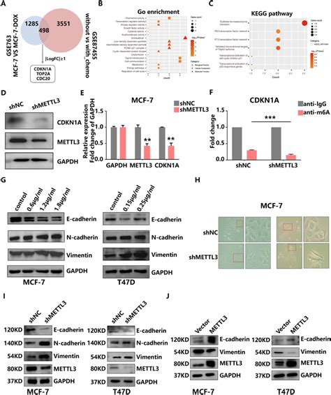 Identification of potential targets of the METTL3 mediated m⁶A