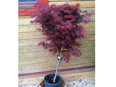 Plante ornamentale gradina - Plante ornamentale gradina