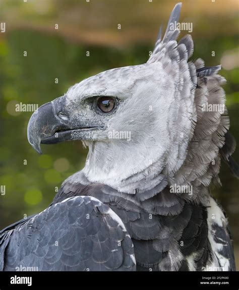 The Harpy Eagle Harpia Harpyja Is The Largest Most Powerful Raptor