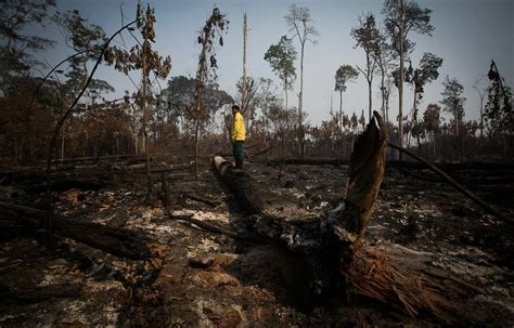 Amazônia Em Chamas 20 Queimadas Consomem árvores E Animais No