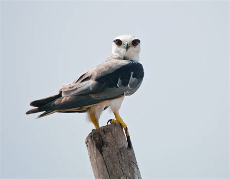 Black Winged Kite Birds Of Foothill College INaturalist