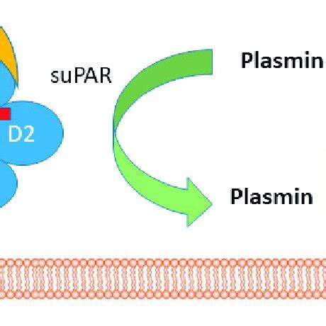 Schematic Representation Of The Urokinase Plasminogen Activation Upa