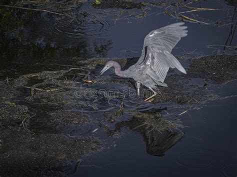 Tricolored Heron Catching Breakfast In The Swamp Stock Photo Image Of