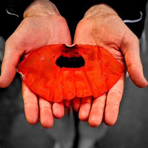 Premium Photo Cropped Hands Of Person Holding Flower Petal