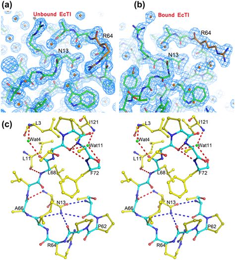 The Reactive Loop Of EcTI A B 2Fo Fc Electron Density Maps Contoured