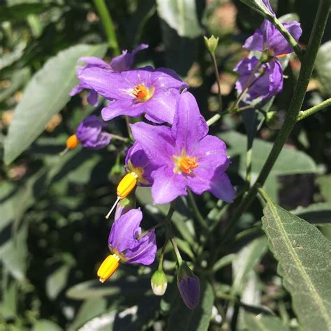 Plantas De Poca Agua