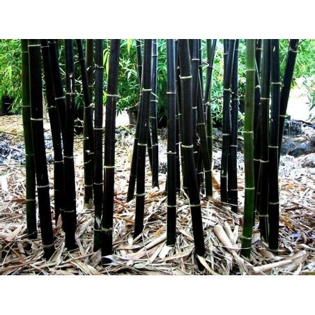 Semi di Bambù nero Phyllostachys nigra Prezzo 1 95