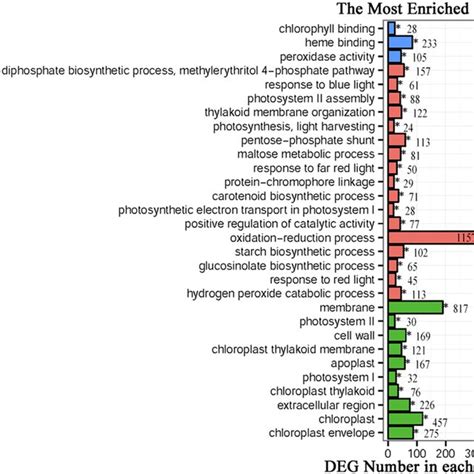 Go Classification Of Differentially Expressed Genes Degs The Most Download Scientific