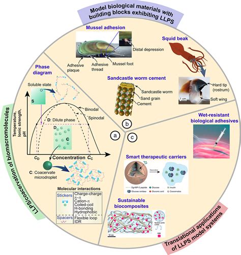 Liquidliquid Phase Separation Of Proteins And Peptides Derived From