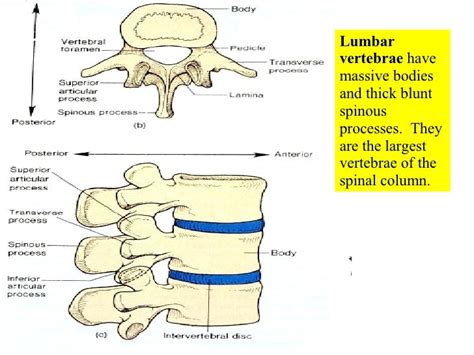 05 Axial Skeleton Vertebral Column And Thoracic Cage