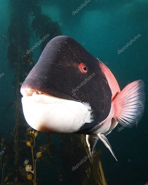 Pacific Ocean Fish