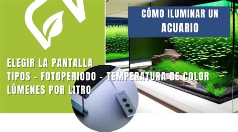 Iluminaci N Para Acuarios Plantados Para Una Mejor Salud De Tus Plantas