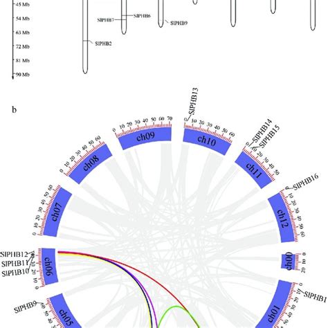 Chromosomal Location And Synteny Of Phb Genes In The Tomato Genome A