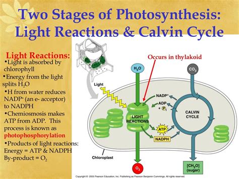 Ap Biology Ch 8 Photosynthesis Light Reactions