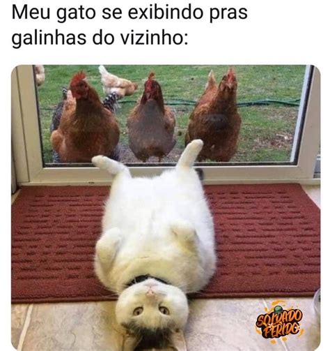 Meu Gato Se Exibindo Pras Galinhas Do Vizinho Memes