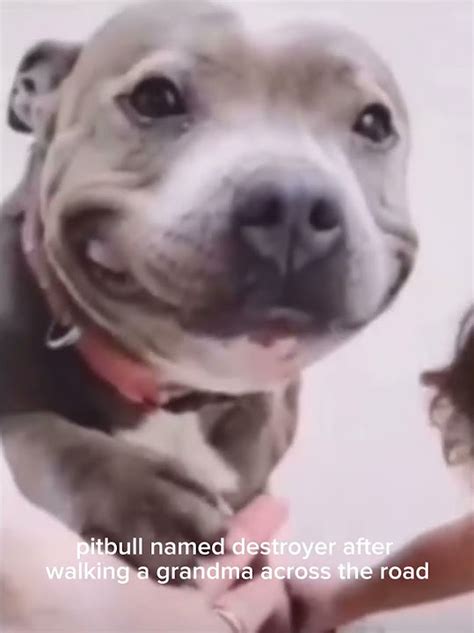 Pitbull Named Destroyer Youtube