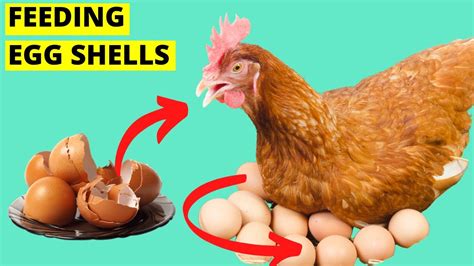 Feeding Egg Shells As Calcium Source For Laying Hens Youtube