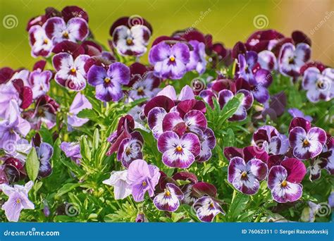 Garden Pansy Flowers Stock Image Image Of Garden Flourish 76062311