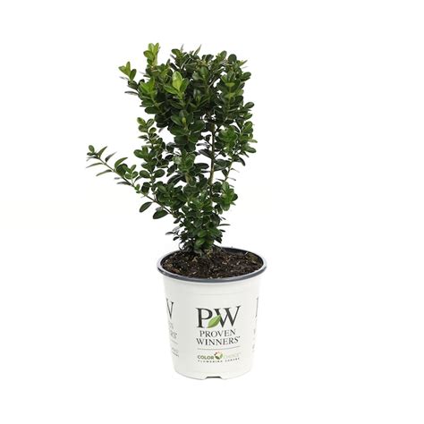 Proven Winners Sprinter Boxwood Buxus Foundation Hedge Shrub In 1